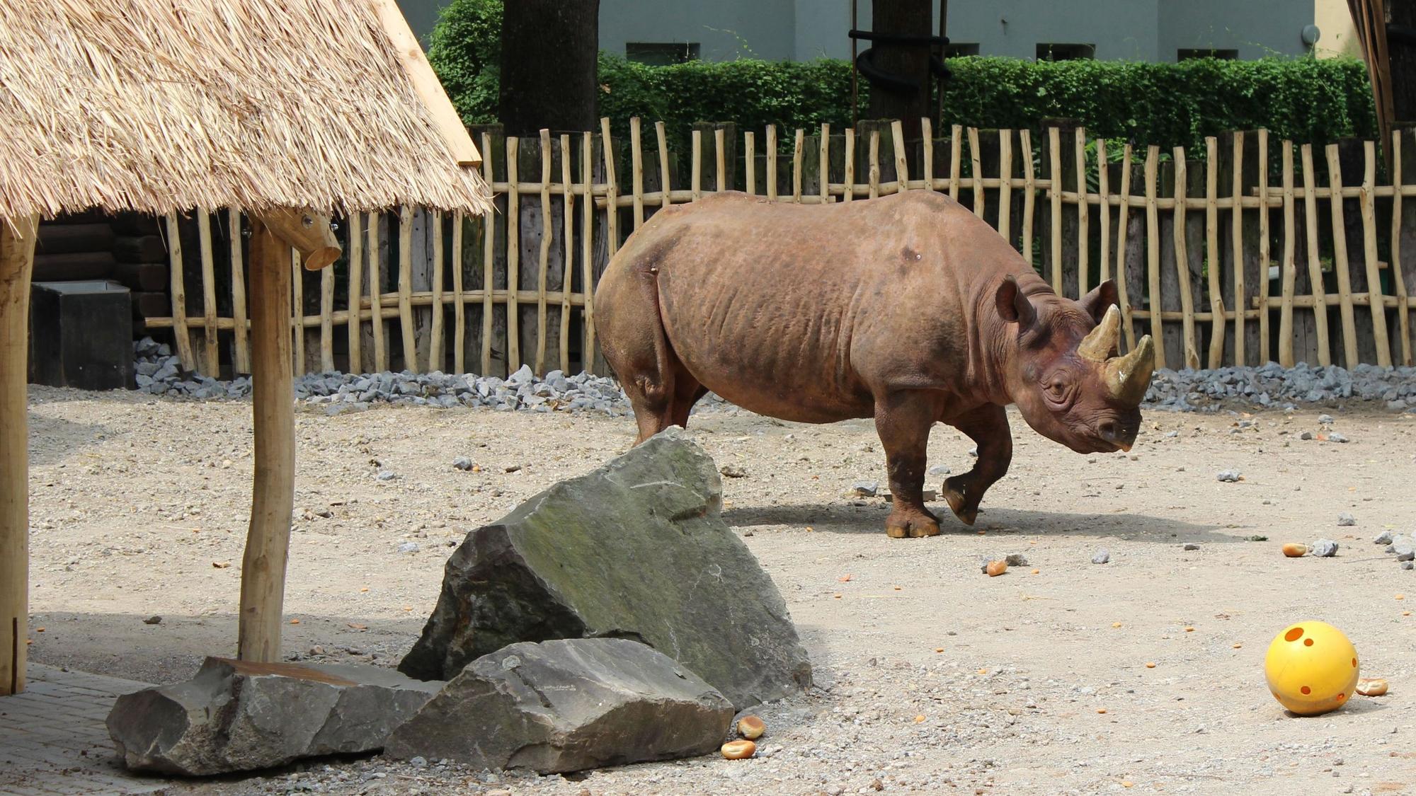 Das Nashorn pinkele in jede Ecke, das sei ein sehr gutes Zeichen fürs Wohlbefinden, sagt der Zoo.