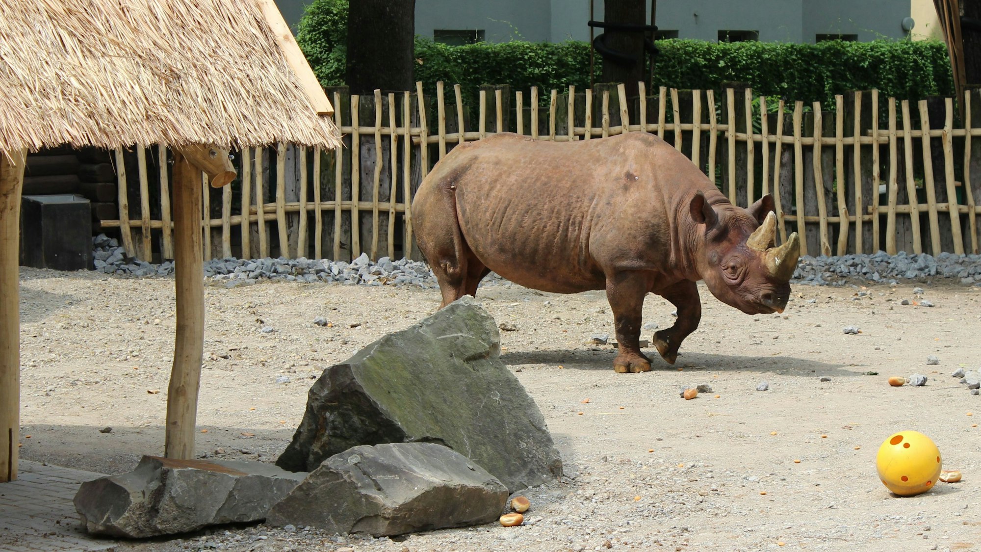 Das Nashorn pinkele in jede Ecke, das sei ein sehr gutes Zeichen fürs Wohlbefinden, sagt der Zoo.