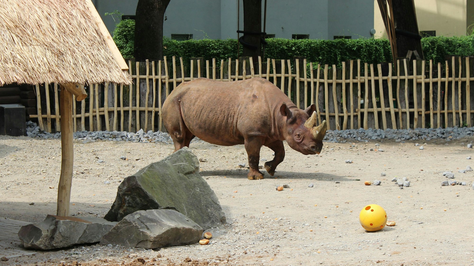 Nashornbulle Taco in seinem Gehege im Kölner Zoo.