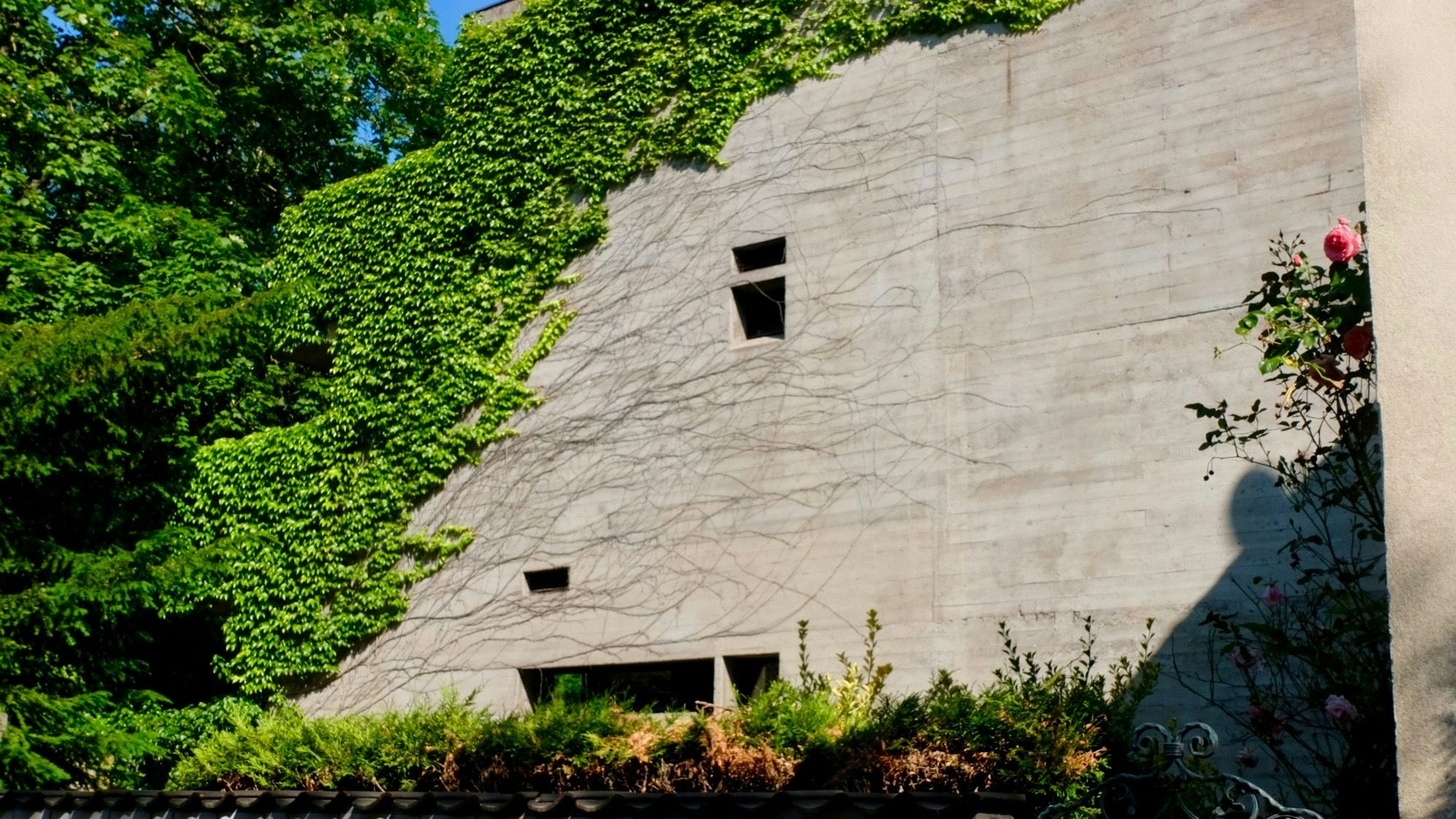 Wand mit Efeu links im Sonnenschein