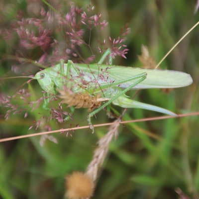 Mit einer Körperlänge von drei bis vier Zentimetern plus Flügel ist das Grüne Heupferd eine durch imposante Erscheinung. Auffallend sind die kräftigen Hinterbeine, die viel Sprungkraft besitzen.