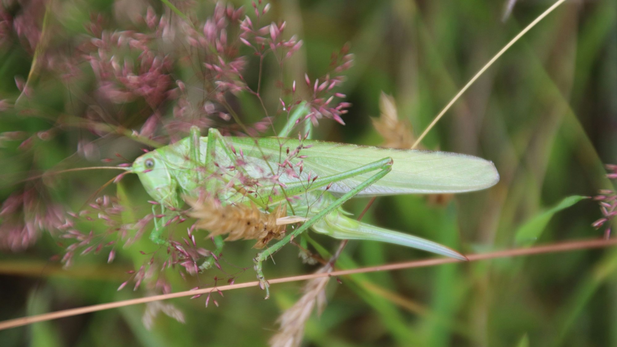 Mit einer Körperlänge von drei bis vier Zentimetern plus Flügel ist das Grüne Heupferd eine durch imposante Erscheinung. Auffallend sind die kräftigen Hinterbeine, die viel Sprungkraft besitzen.