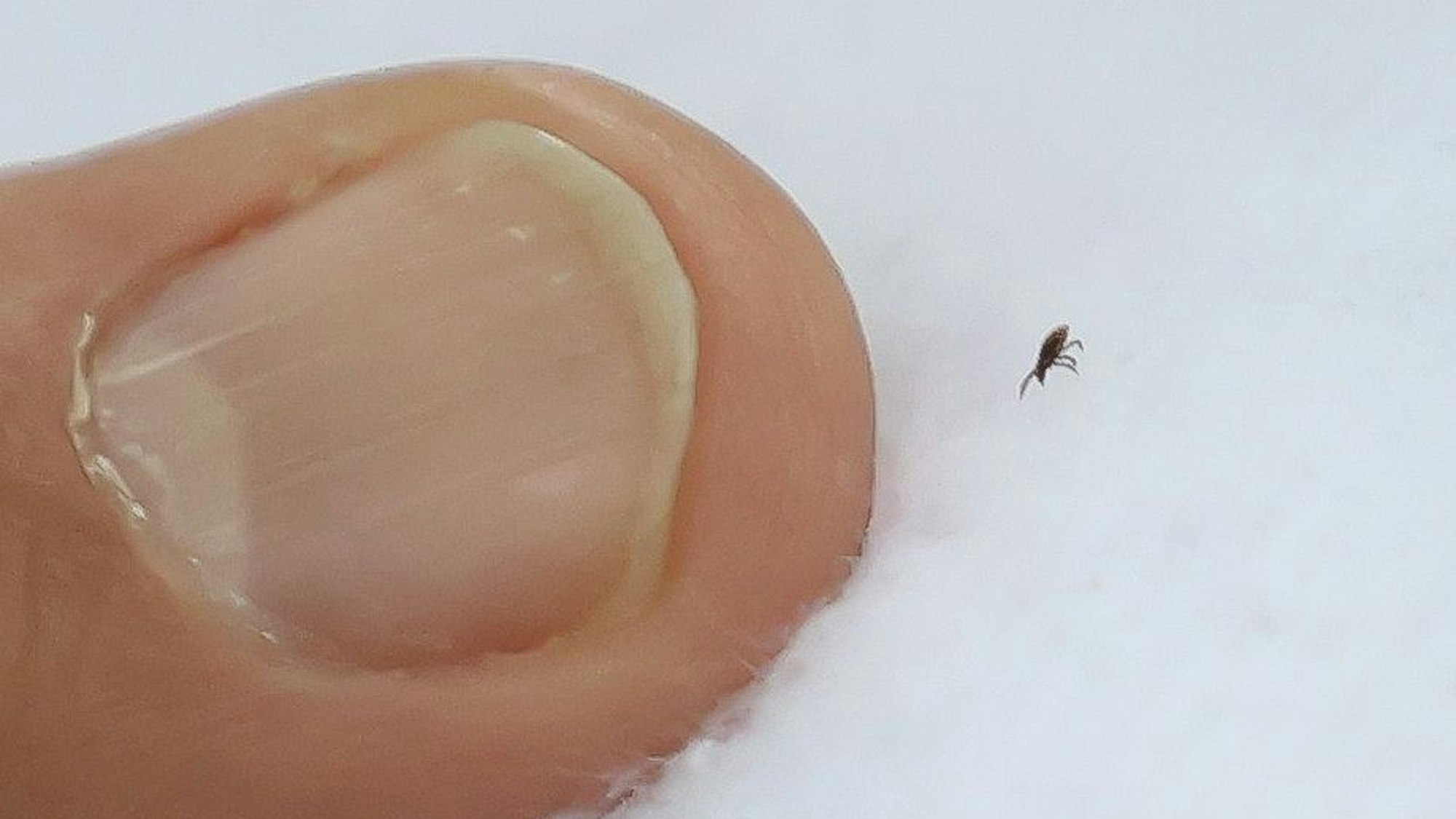 Eine Zecke auf einem weißen Tuch neben einem Finger.