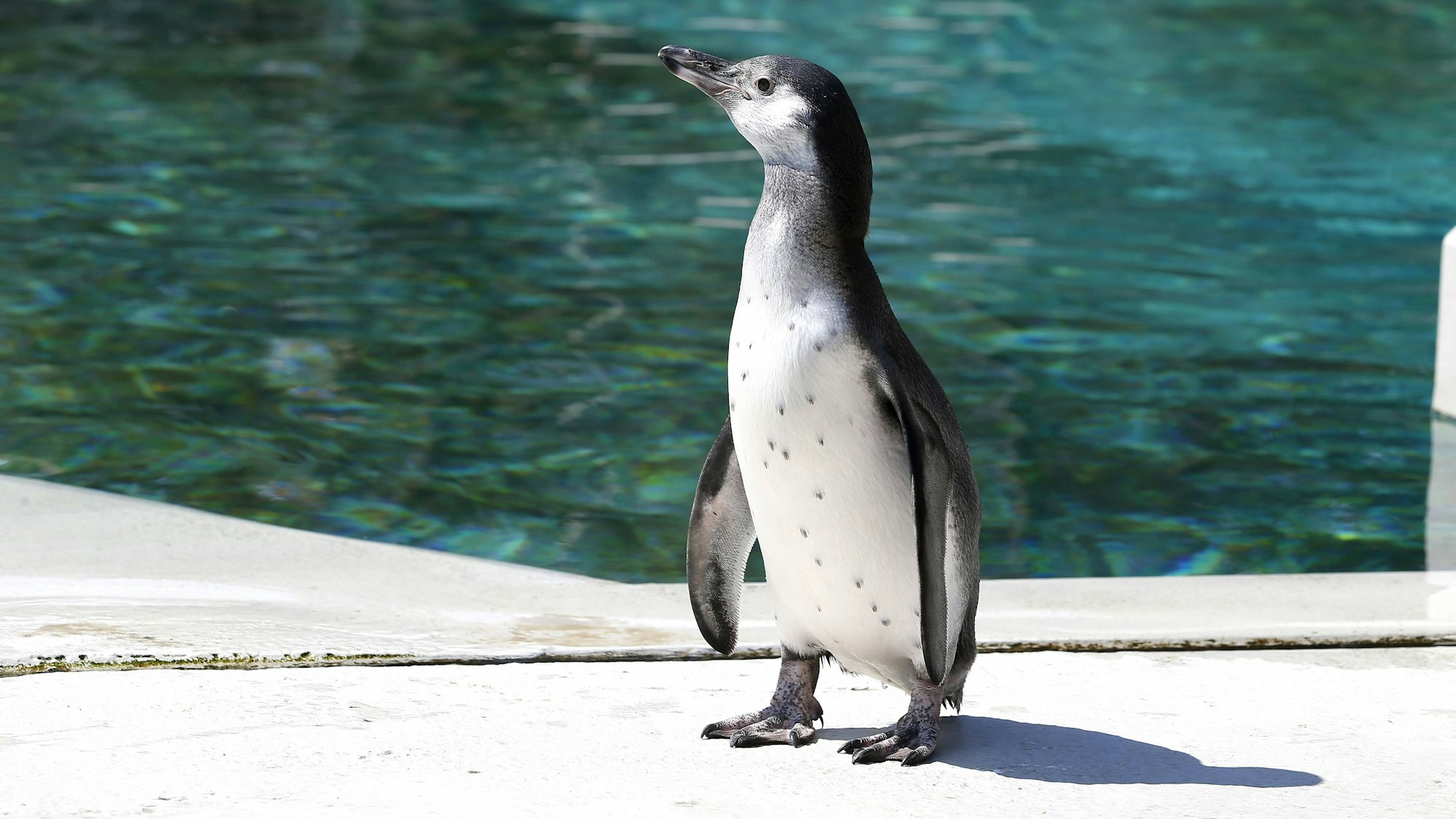 Ein Pinguin steht am Rande eines Wasserbeckens in der Sonne.
