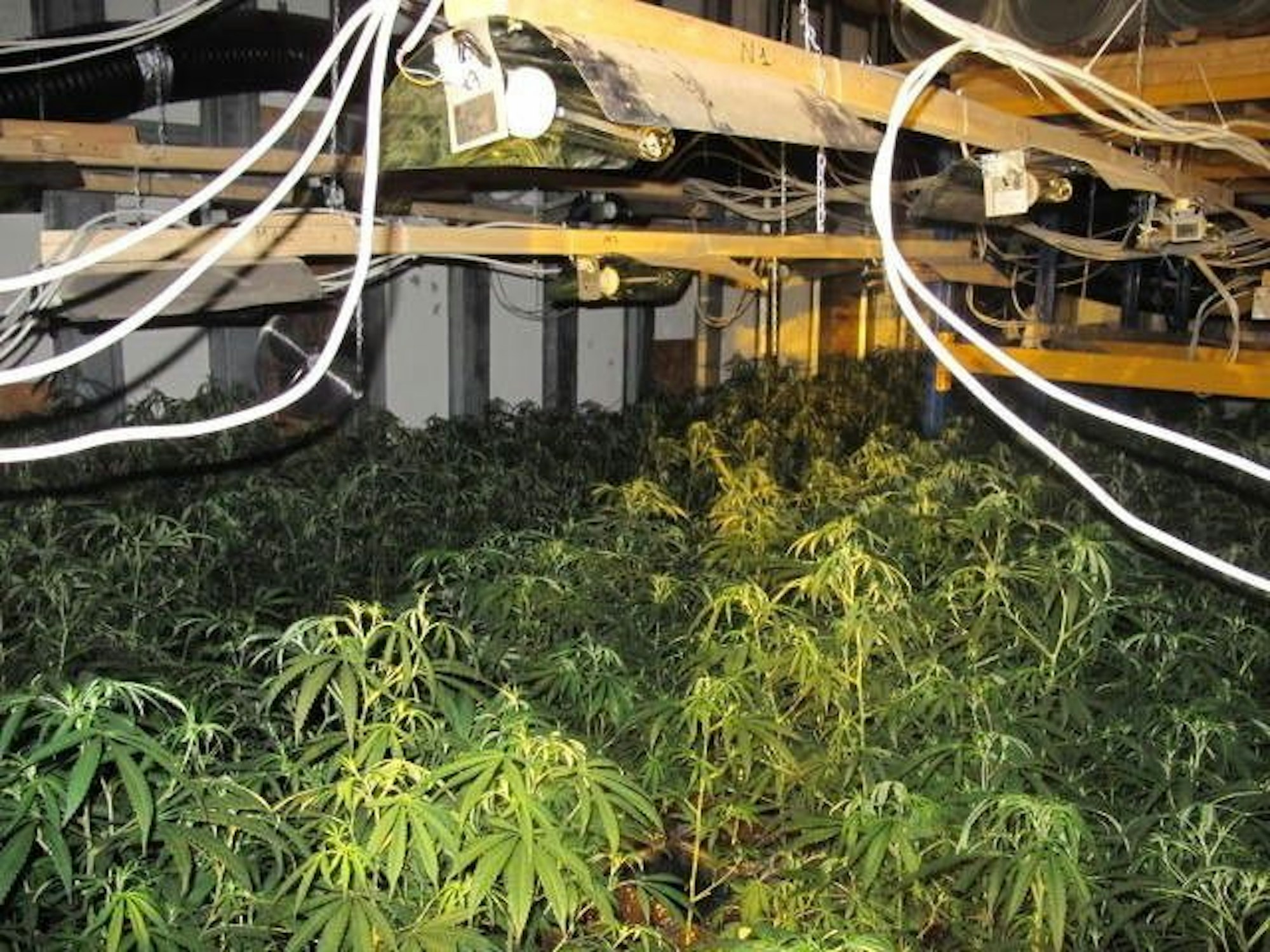 Die Cannabis-Plantage in der ehemaligen Molkerei in Euskirchen-Kuchenheim