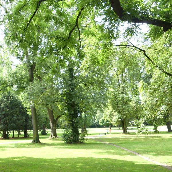 Blick in einen Park, im Vordergrund ist ein Baumstamm zu sehen, an dem ein Schild Naturdenkmal angebracht ist.