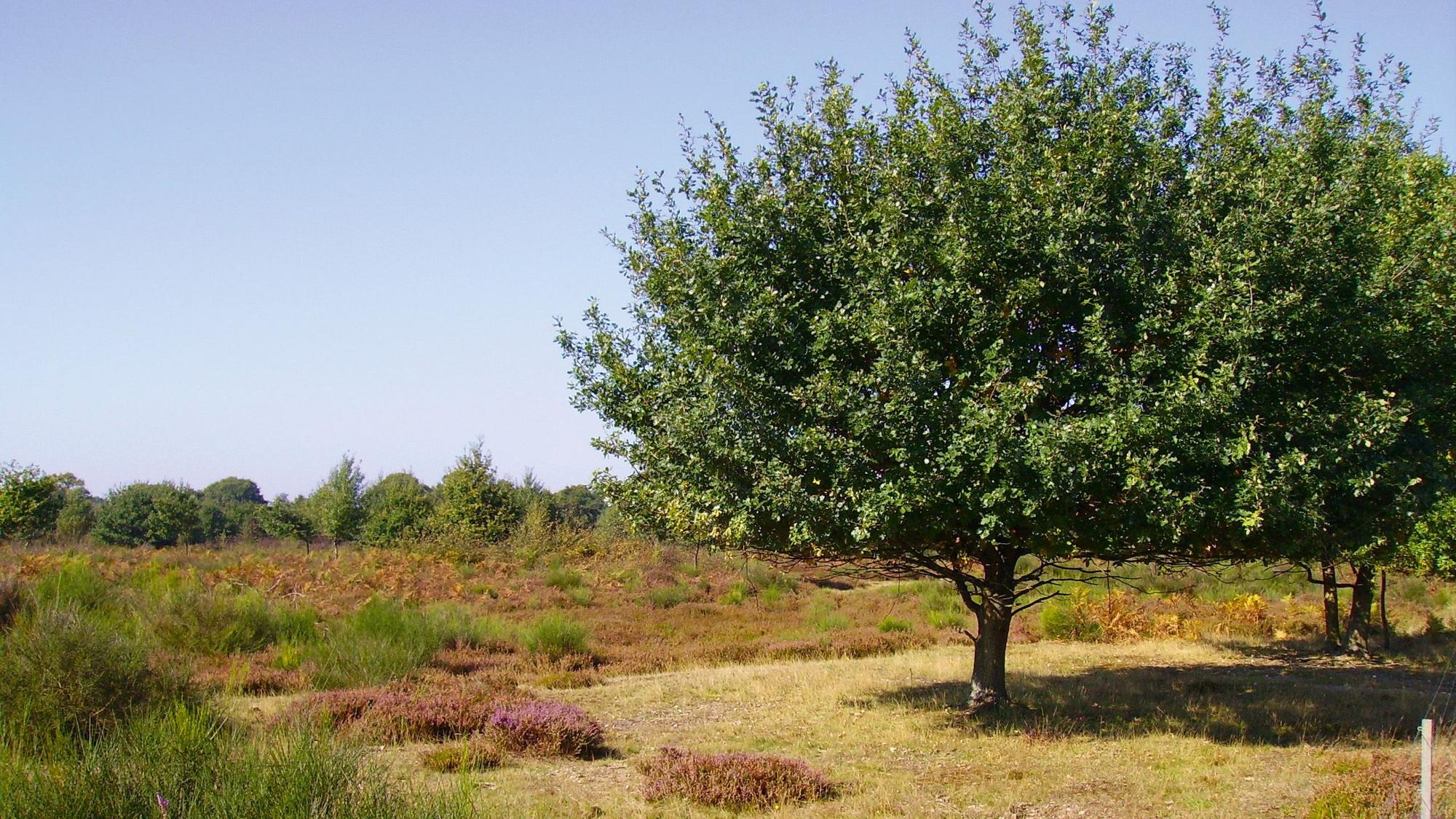 Durch die Wahner Heide, Tour 13 aus dem Buch Radeln für die Seele um Köln