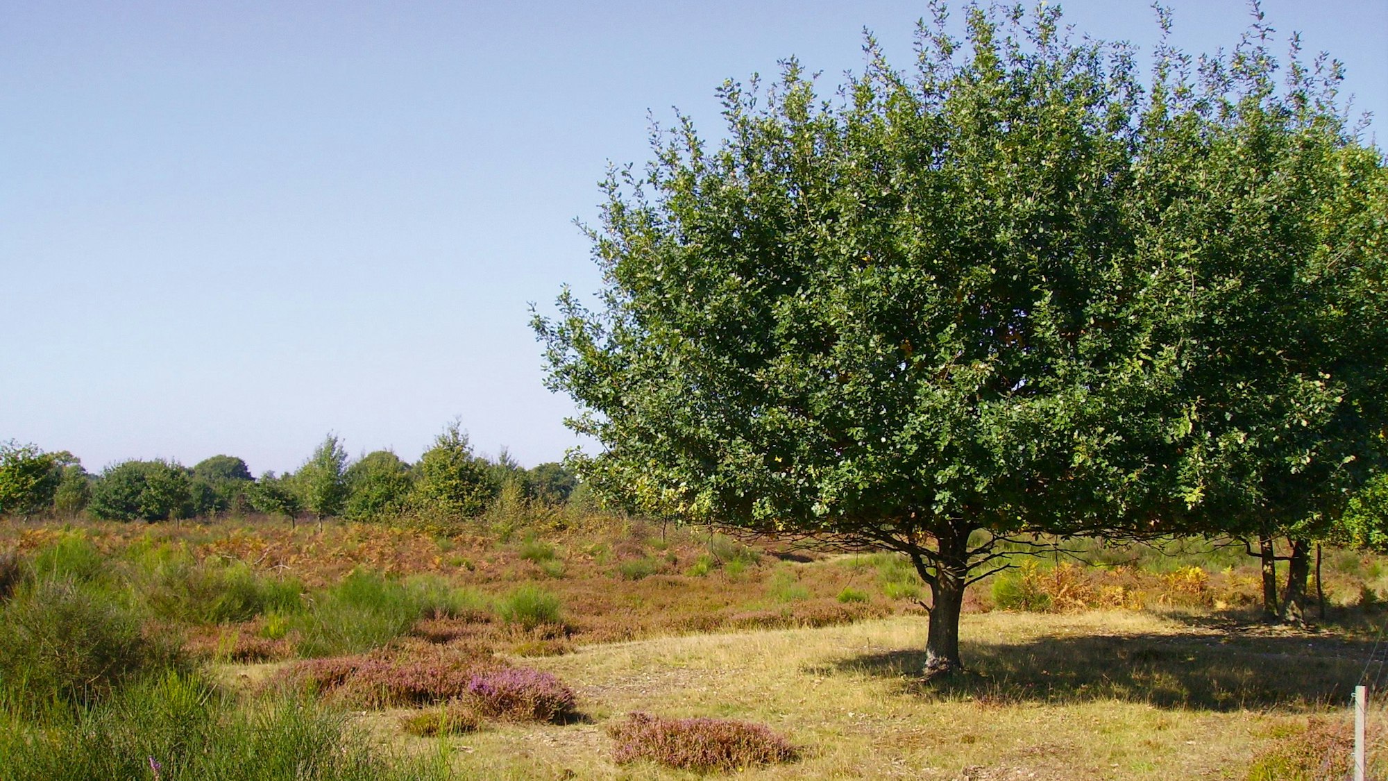 Durch die Wahner Heide, Tour 13 aus dem Buch Radeln für die Seele um Köln