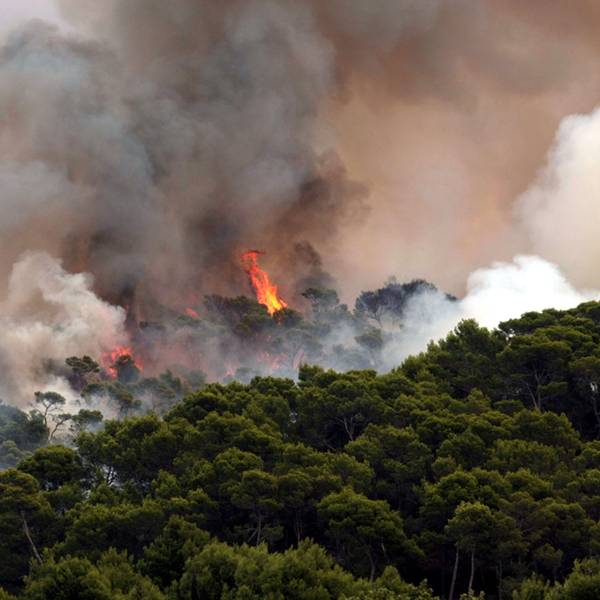 Ein Löschhubschrauber bekämpft einen Waldbrand in der Nähe von Palma de Mallorca. Im Hintergrund sind große Flammen zu sehen. (Archivbild)