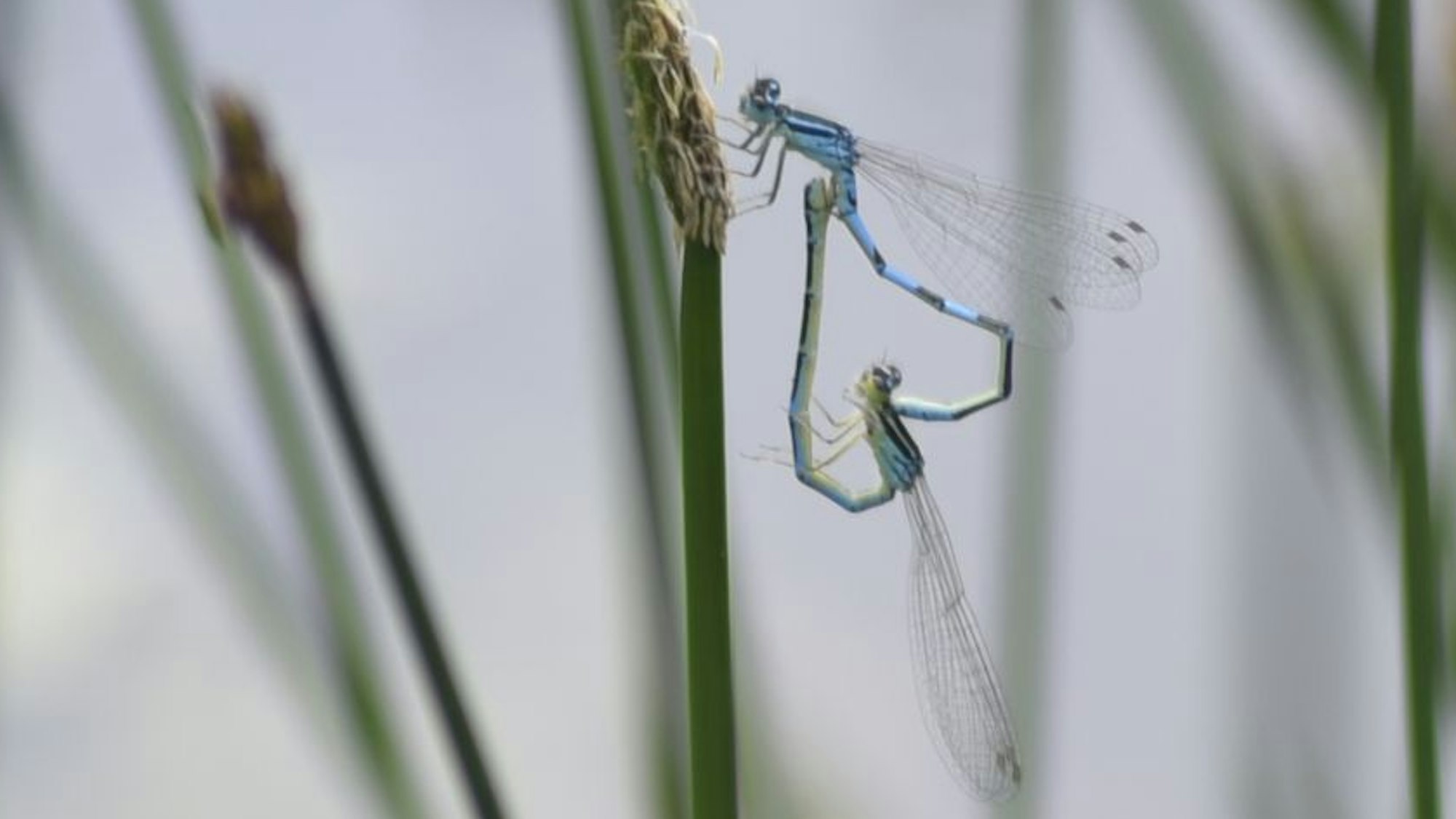 Ein Männchen und ein Weibchen der Gabel-Azurjungfer sitzen an einem Grashalm und haben ein Paarungsrad gebildet.