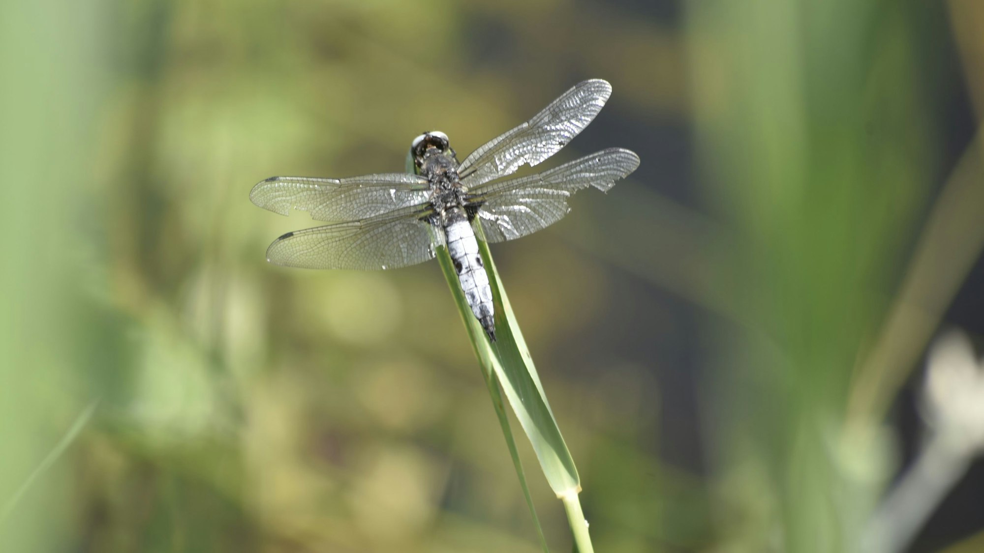 Eine Libelle sitzt auf einem Grashalm.