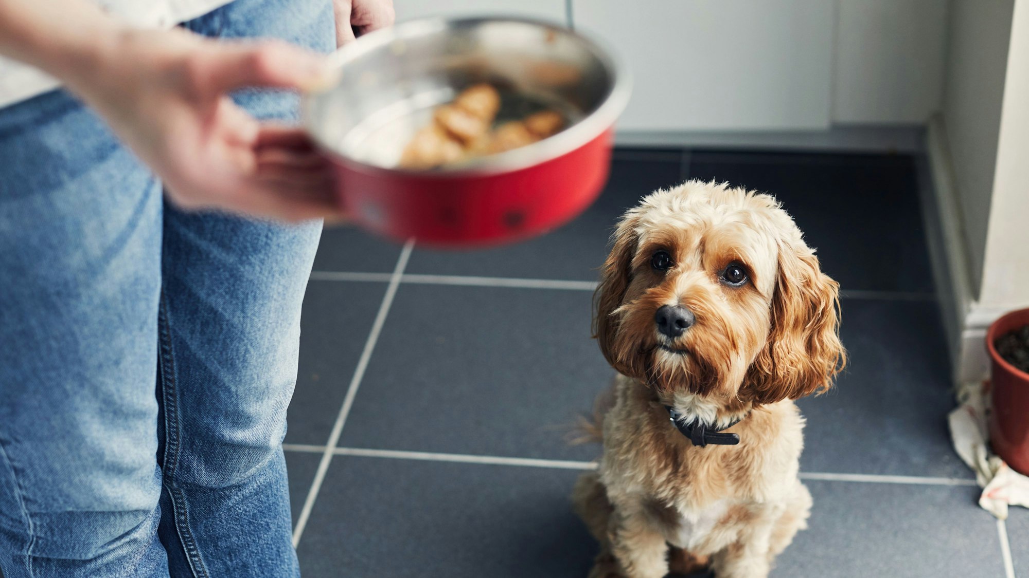 Frau, die ihren Hund füttert und ihm beibringt, auf sein Futter zu warten.