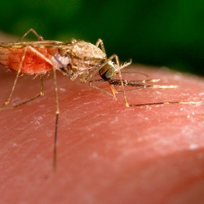Eine Anophelesmücke sitzt auf einem Menschenarm und sticht zu. Er überträgt den für Menschen gefährlichen Malaria-Erreger.