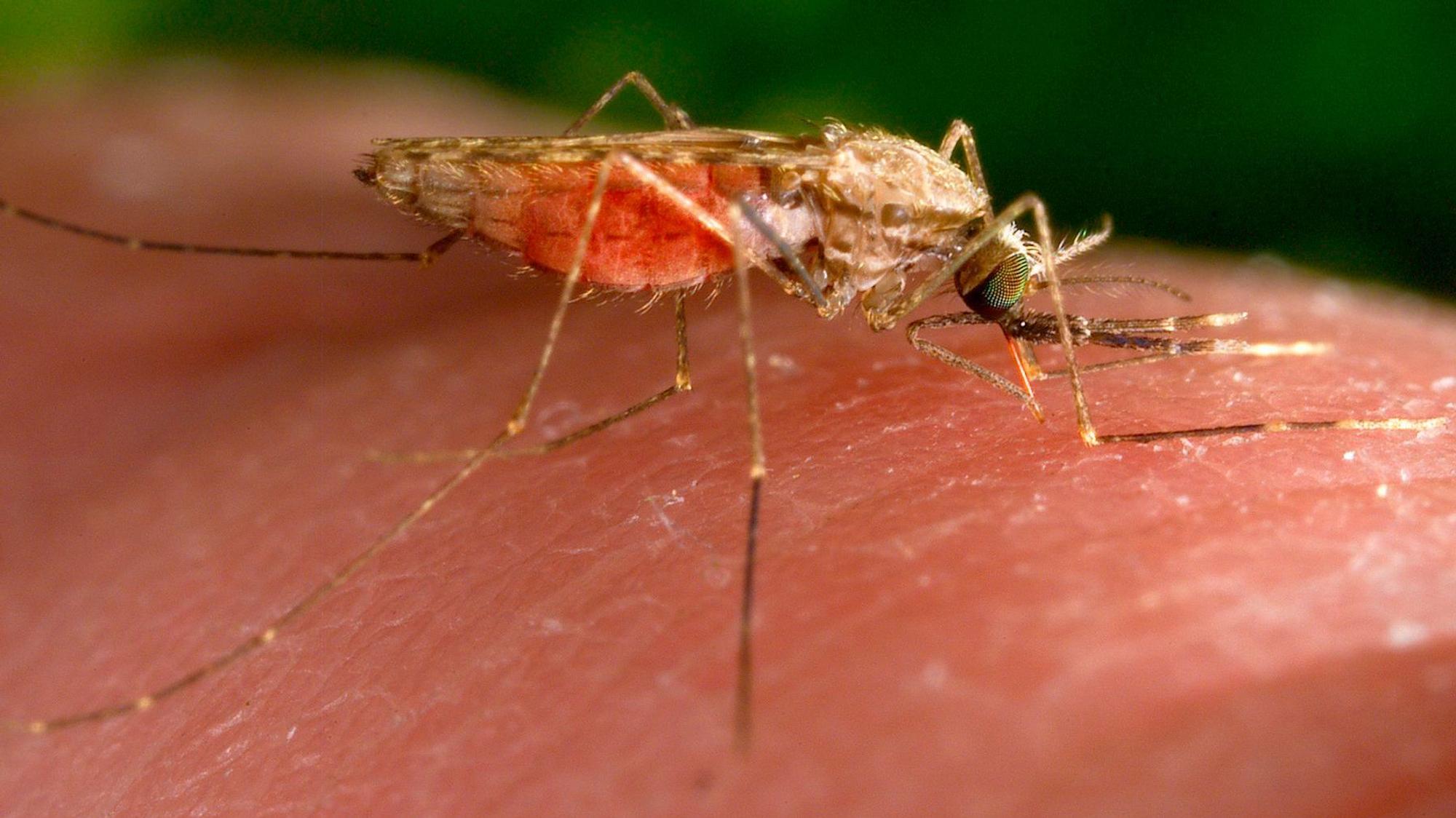Eine Anophelesmücke sitzt auf einem Menschenarm und sticht zu. Er überträgt den für Menschen gefährlichen Malaria-Erreger.