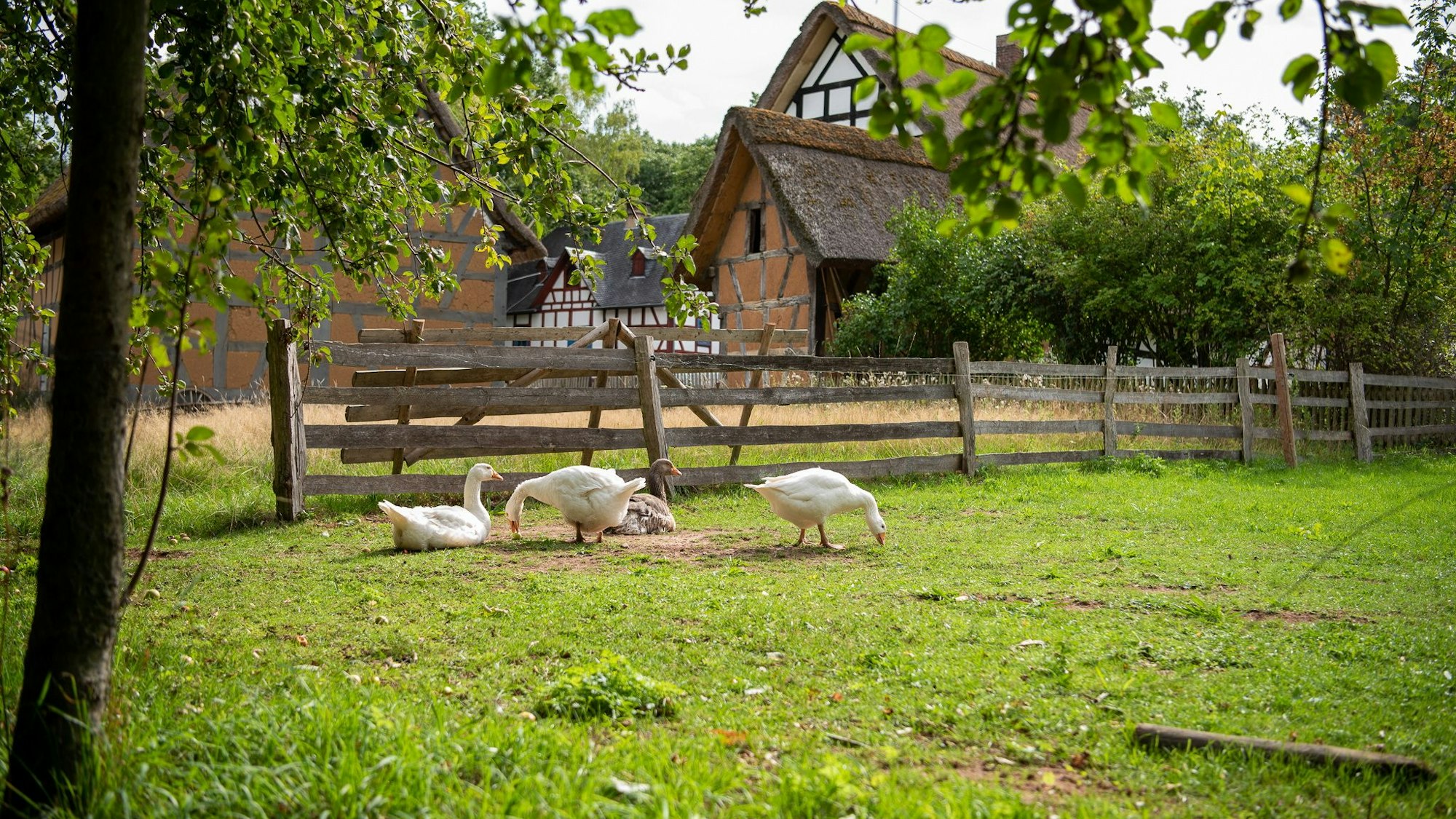 Vier Gänse sitzen unter Bäumen auf einer Wiese im Freilichtmuseum. Im Hintergrund sind historische Fachwerkhäuser zu sehen.