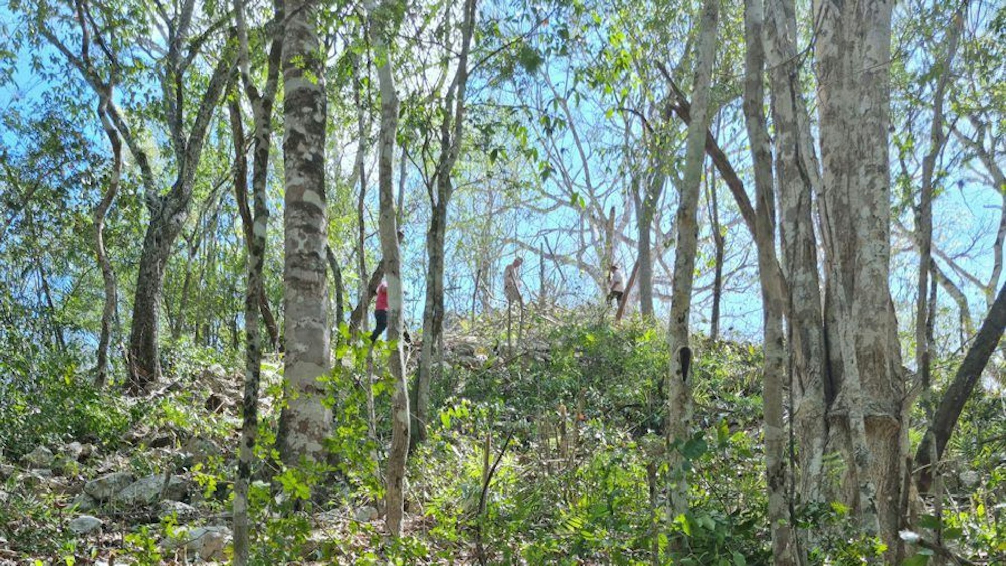 HANDOUT - 21.06.2023, Mexiko, Yucatan: Auf diesem von dem Nationalen Institut für Anthropologie und Geschichte von Mexiko (INAH) zur Verfügung gestellten undatierten Bild ist eine vom Wald bedeckte Pyramide einer neu entdeckten Maya-Siedlung namens Ocomtun (Steinsäule) zu sehen.