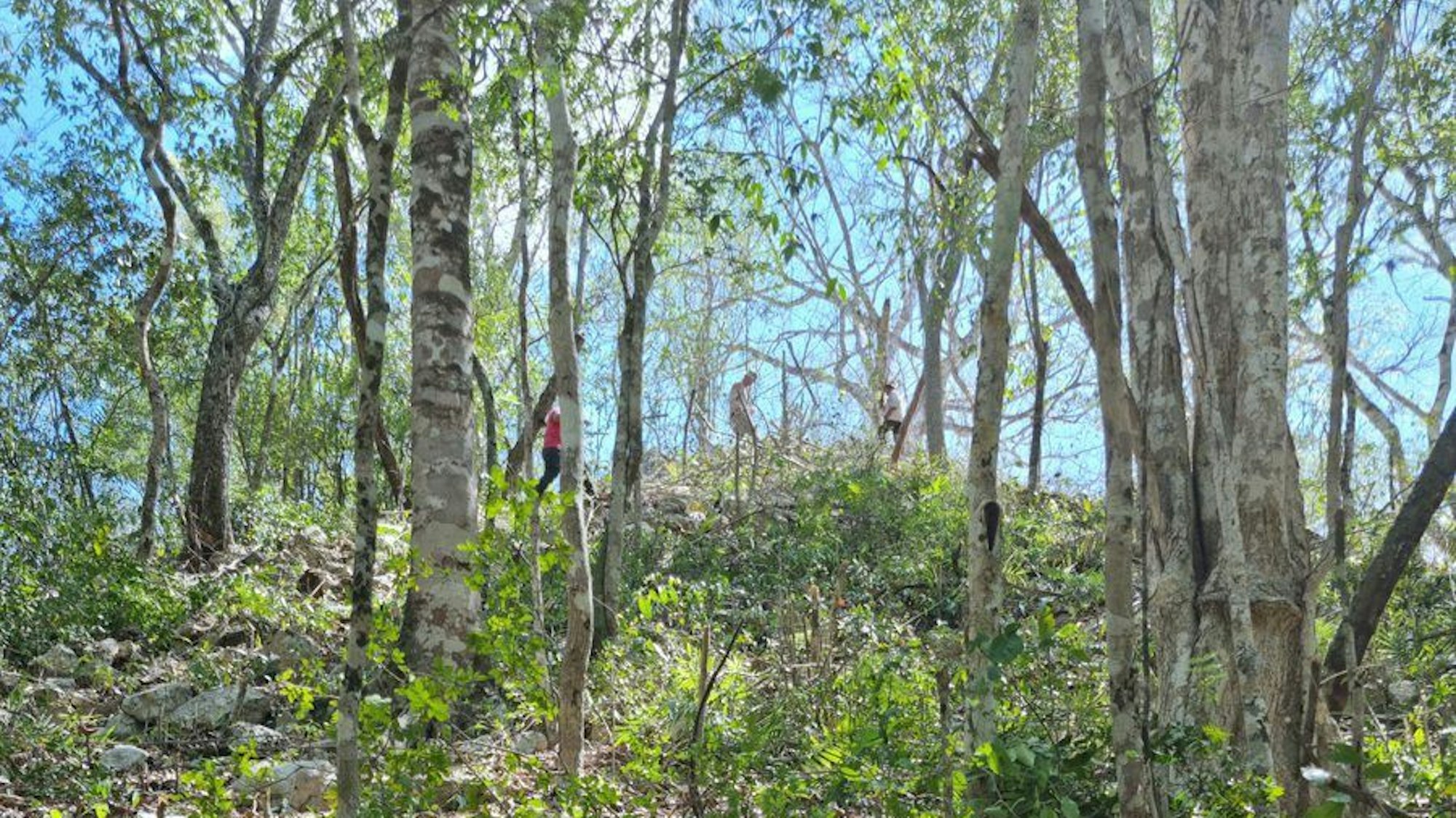 HANDOUT - 21.06.2023, Mexiko, Yucatan: Auf diesem von dem Nationalen Institut für Anthropologie und Geschichte von Mexiko (INAH) zur Verfügung gestellten undatierten Bild ist eine vom Wald bedeckte Pyramide einer neu entdeckten Maya-Siedlung namens Ocomtun (Steinsäule) zu sehen.