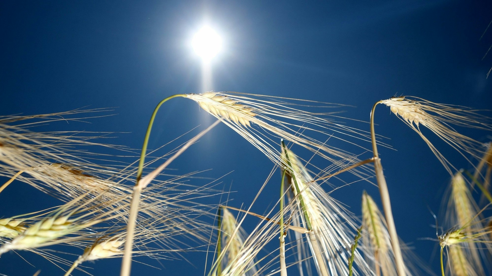 Das Bild zweigt Ähren der Gerste vor einem blauen Himmel.