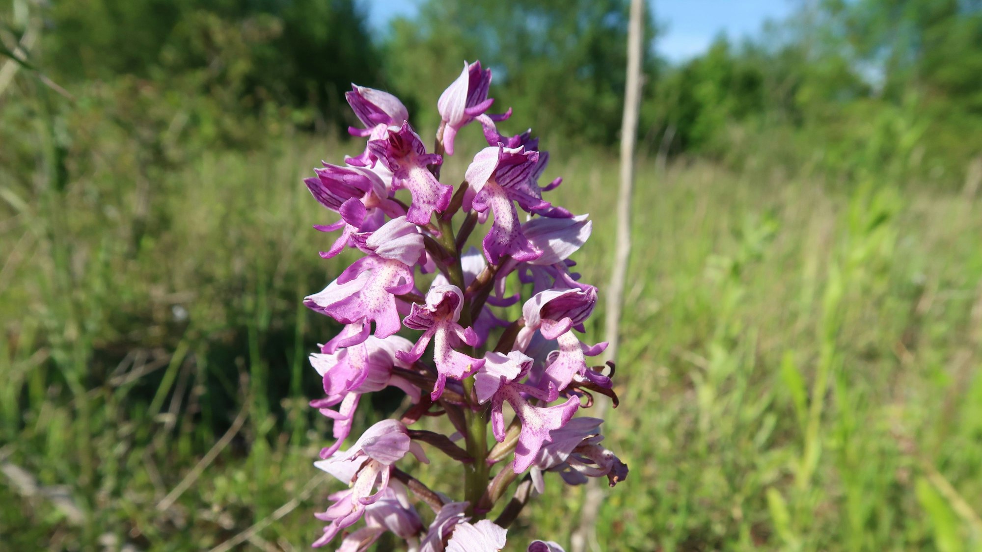 Das Bild zeigt eine Orchidee mit weiß-violetten Blüten auf einer Wiese in Bergheim.
