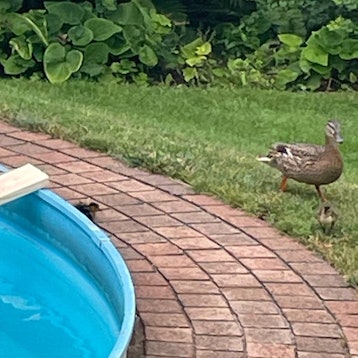 Küken laufen über ein Holzbrett aus einem Pool.