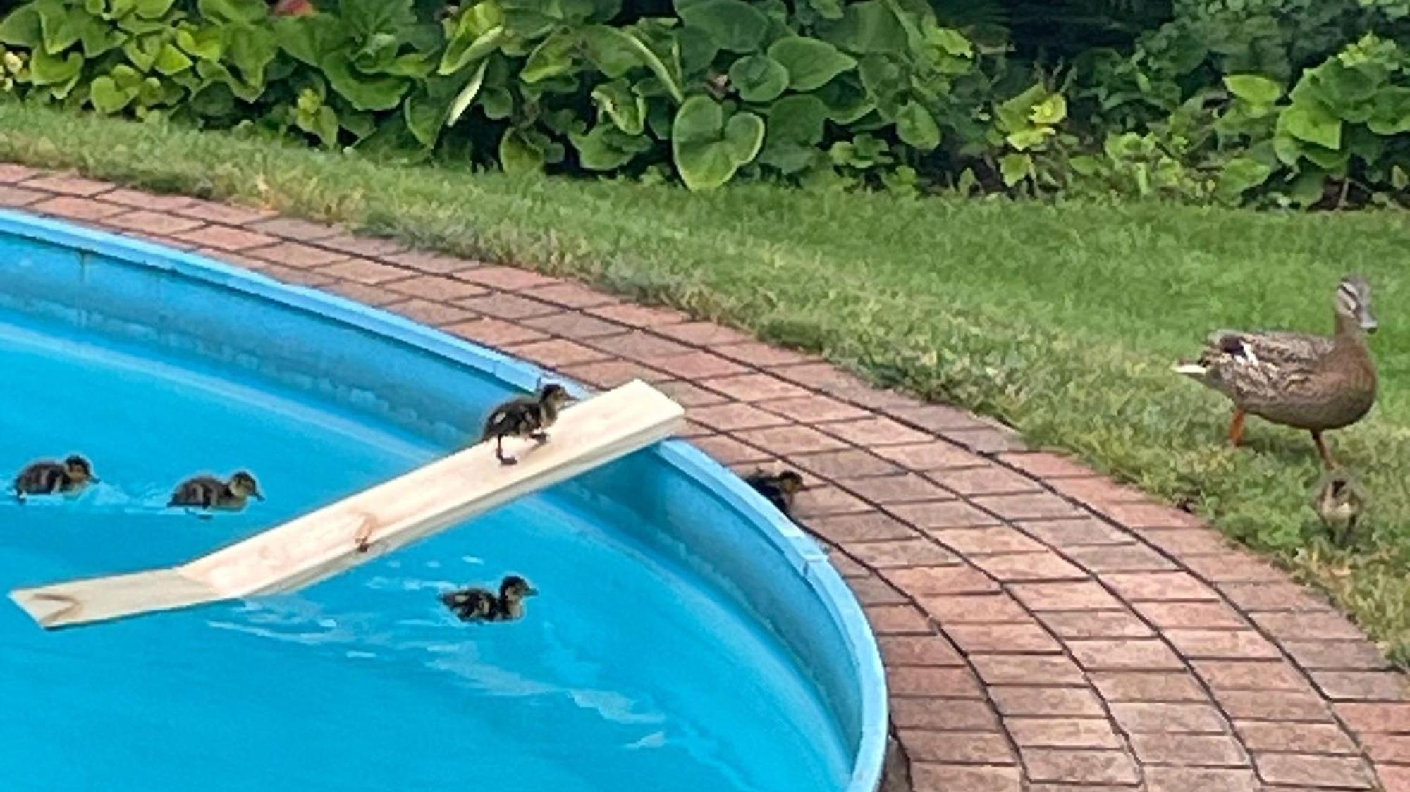 Küken laufen über ein Holzbrett aus einem Pool.