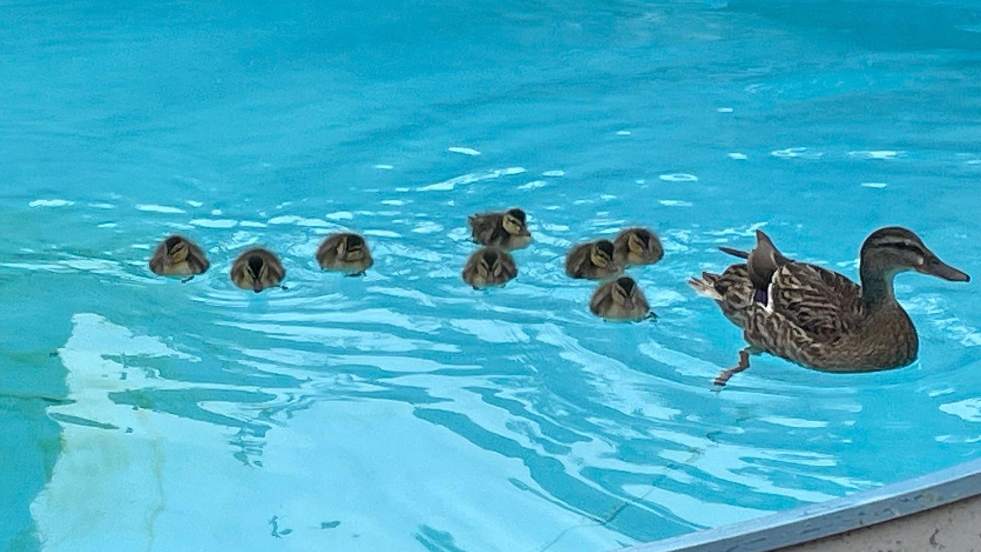 Eine Entenmutter schwimmt mit acht Küken in einem Pool.
