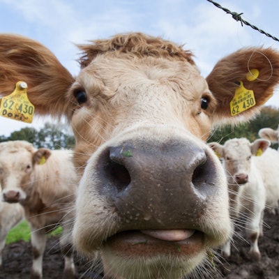 Eine Kuhherde guckt neugierig in die Linse der Kamera auf einer Wiese in Heide (Hueckeswagen).