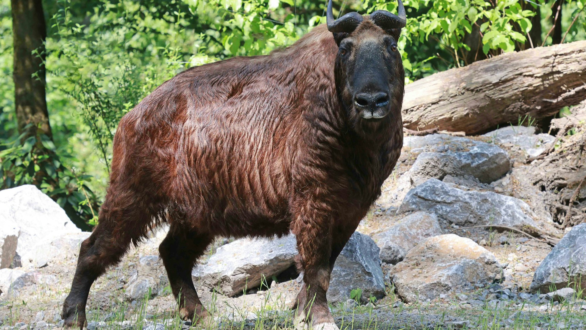 Mishmi-Takin auf der neuen Takinanlage Kula Kangri
