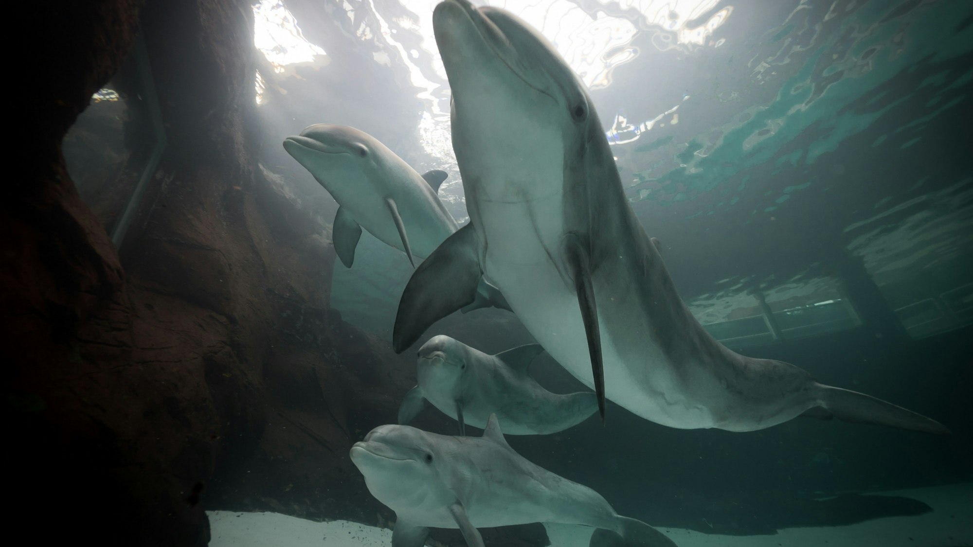 Vier Delfine schwimmen in einem Becken.