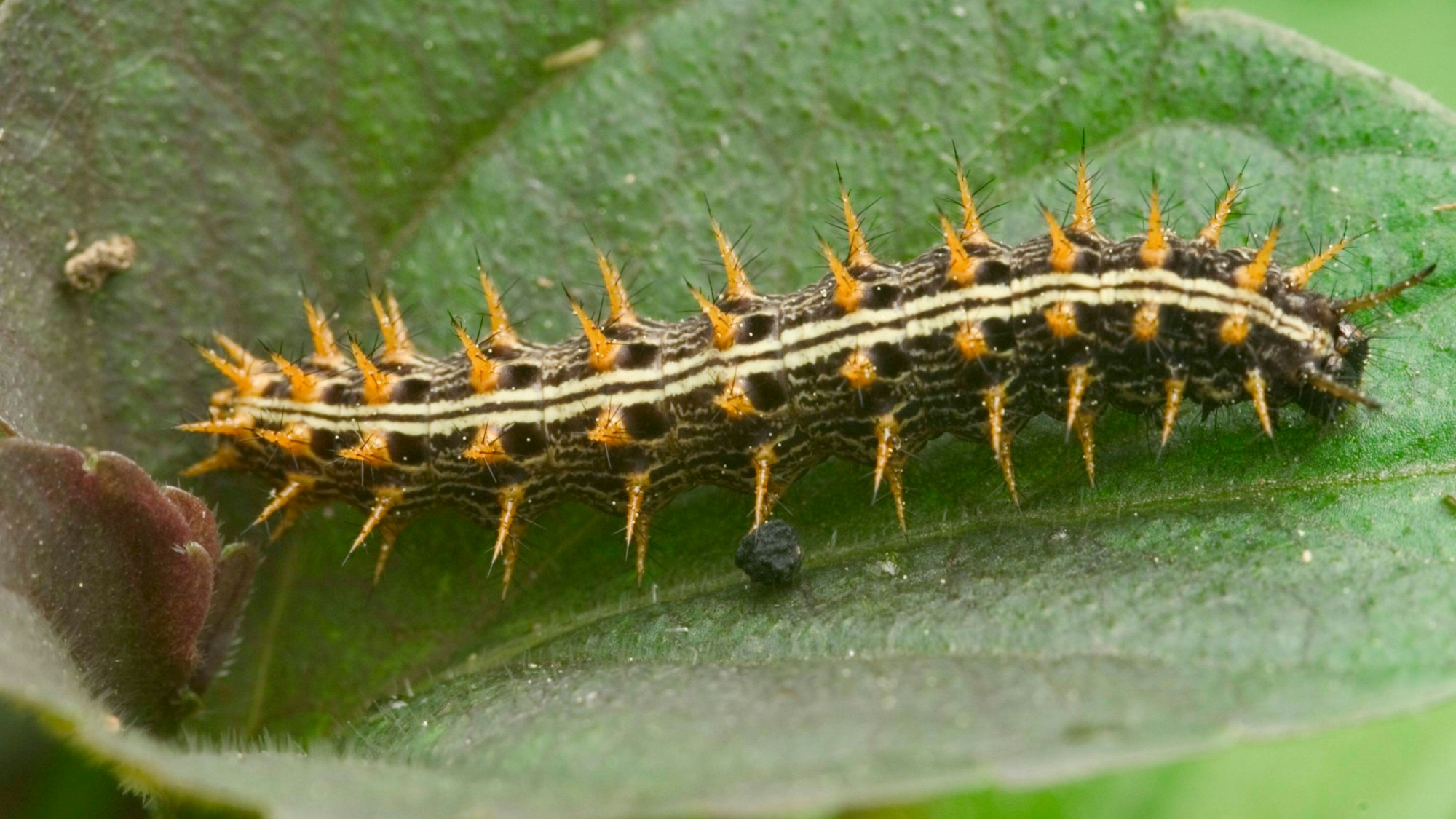 Brombeer-Perlmuttfalter, Brombeerperlmuttfalter Brenthis daphne, Raupe auf einem Blatt, Oesterreich marbled fritillary Brenthis daphne, caterpillar on a leaf, Austria BLWS643579 *** Blackberry fritillary Brenthis daphne , caterpillar on a leaf, Austria marbled fritillary Brenthis daphne , caterpillar on a leaf, Austria BLWS643579 Copyright: xblickwinkel/McPHOTO/A.xSchauhuberx