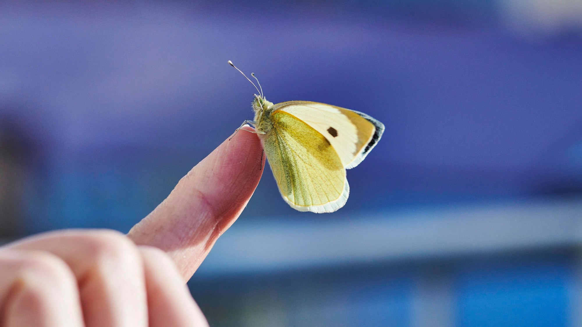 Große Kohlweißling Pieris brassicae, ein Tag alt, kurz vor dem ersten Flug, sitzt auf Finger