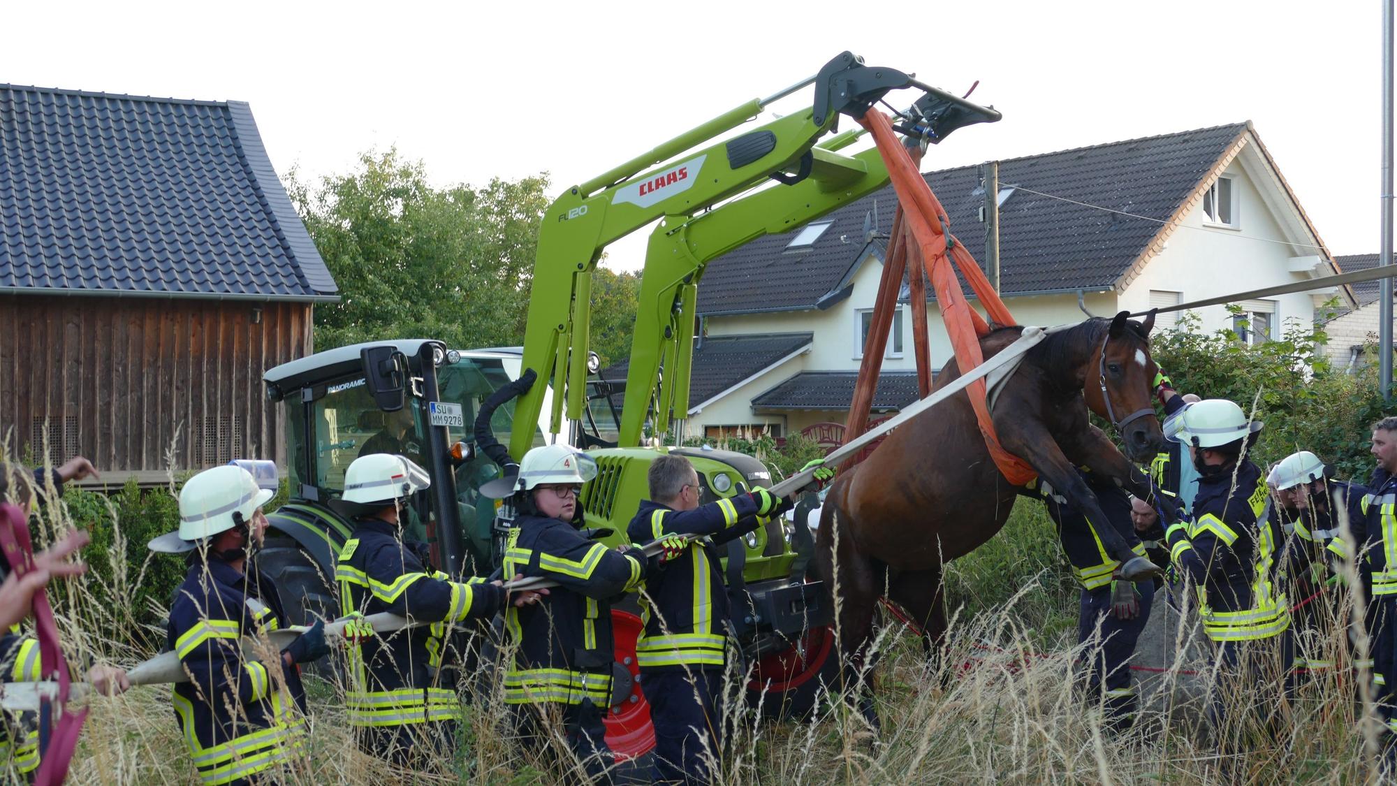 Ein Pferd hängt an einem Traktor.