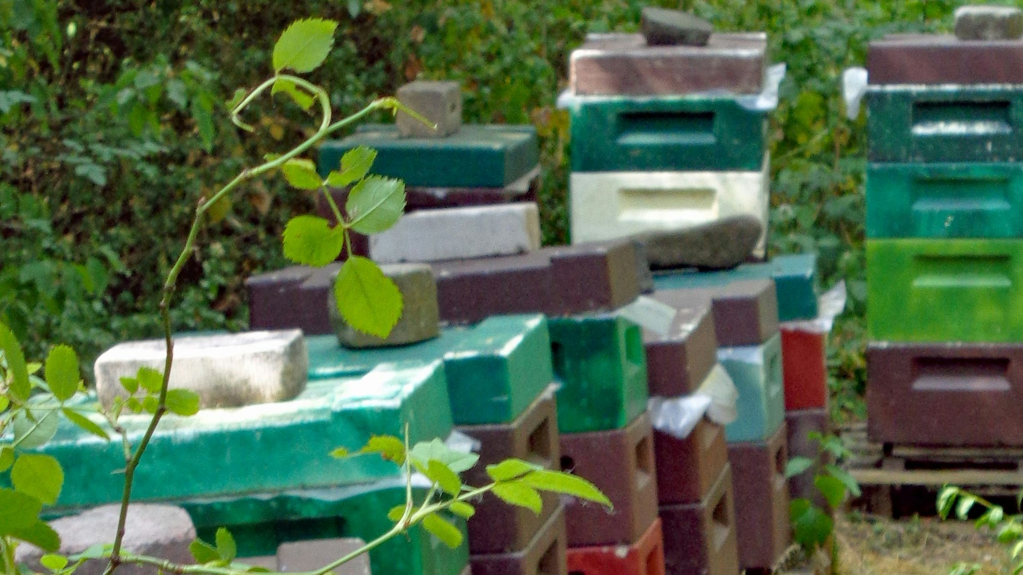 Mehrere Bienenstöcke.