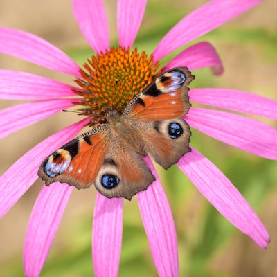 Tagpfauenauge - Aglais-io auf der Blüte des roten Scheinsonnenhut oder Purpur-Sonnenhut - Echinacea purpurea *** Tagpfauenauge Aglais IO at the Flower of Red Mock sun hat Or purple Sonnenhut Echinacea purpurea 1098002446