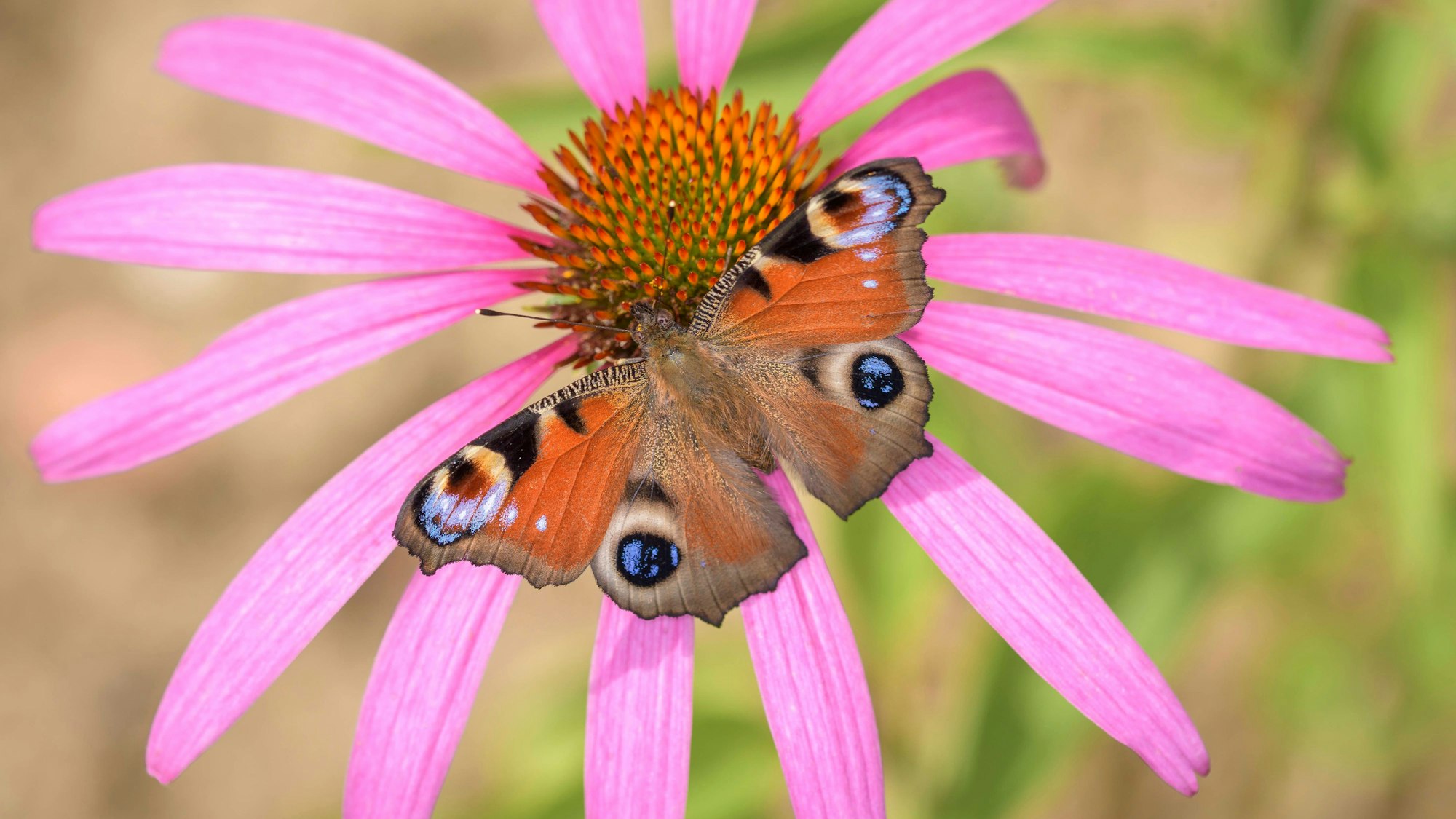 Tagpfauenauge - Aglais-io auf der Blüte des roten Scheinsonnenhut oder Purpur-Sonnenhut - Echinacea purpurea *** Tagpfauenauge Aglais IO at the Flower of Red Mock sun hat Or purple Sonnenhut Echinacea purpurea 1098002446