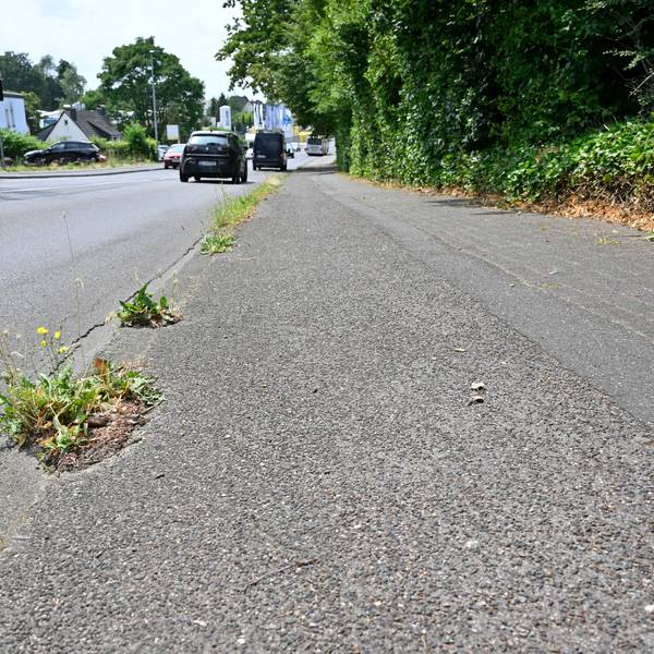 Unkraut wuchert auf dem Rad-Gehweg der Alten Wipperfürther Straße.
