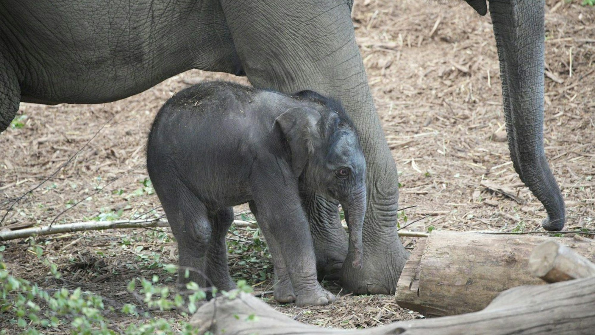 Ein Elefantenbaby steht am Tag nach seiner Geburt neben seiner Mutter in einem Gehege im Kölner Zoo.
