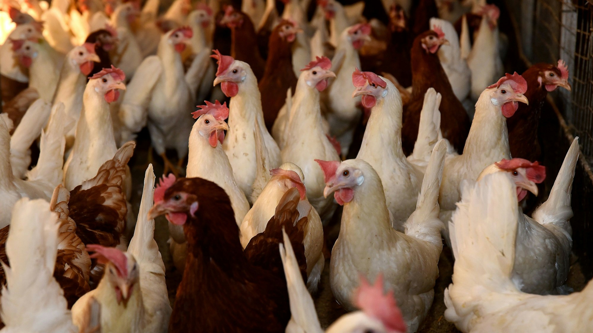 Weiße und braune Hühner in Stall