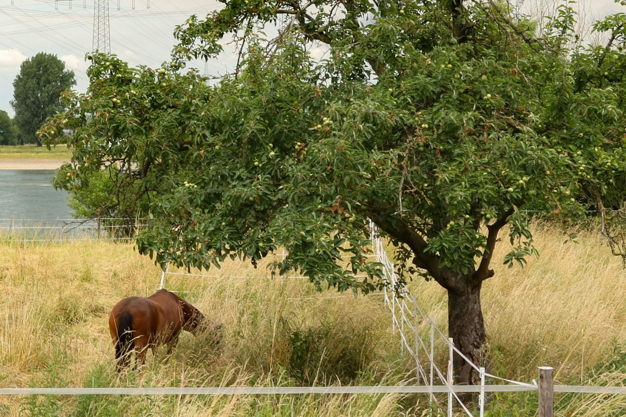 Auf der Auenwiese grast ein Pferd.