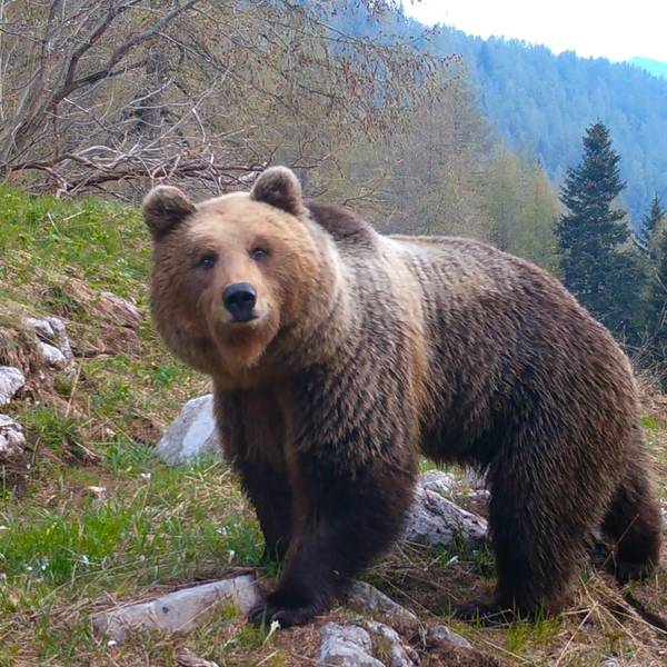 Ein Braunbär wandert durch die Dolomiten
