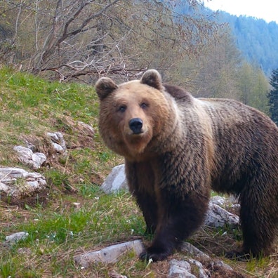 Ein Braunbär wandert durch die Dolomiten