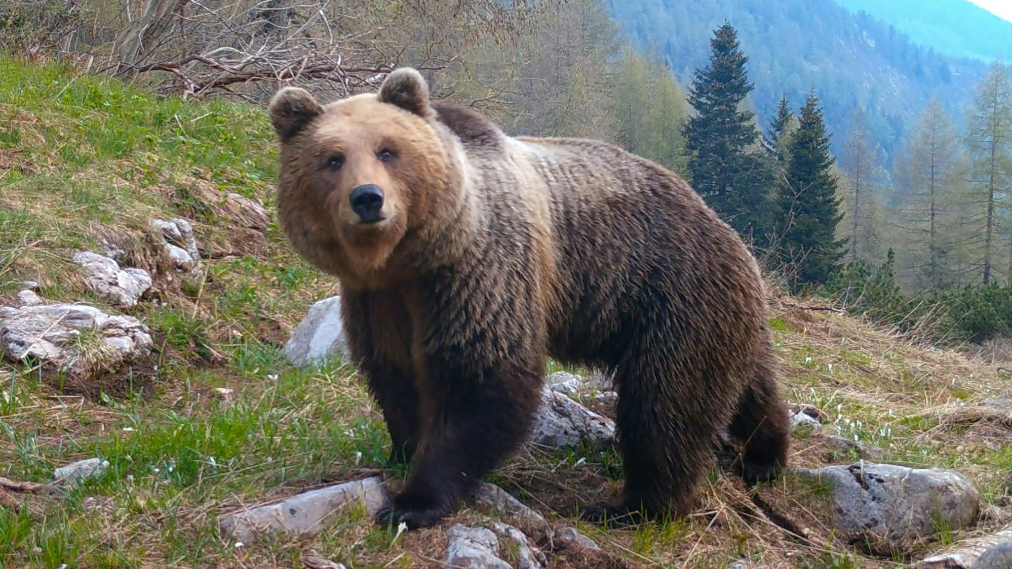 Ein Braunbär wandert durch die Dolomiten