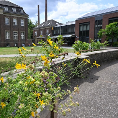 Bienen auf dem Zandersgelände
