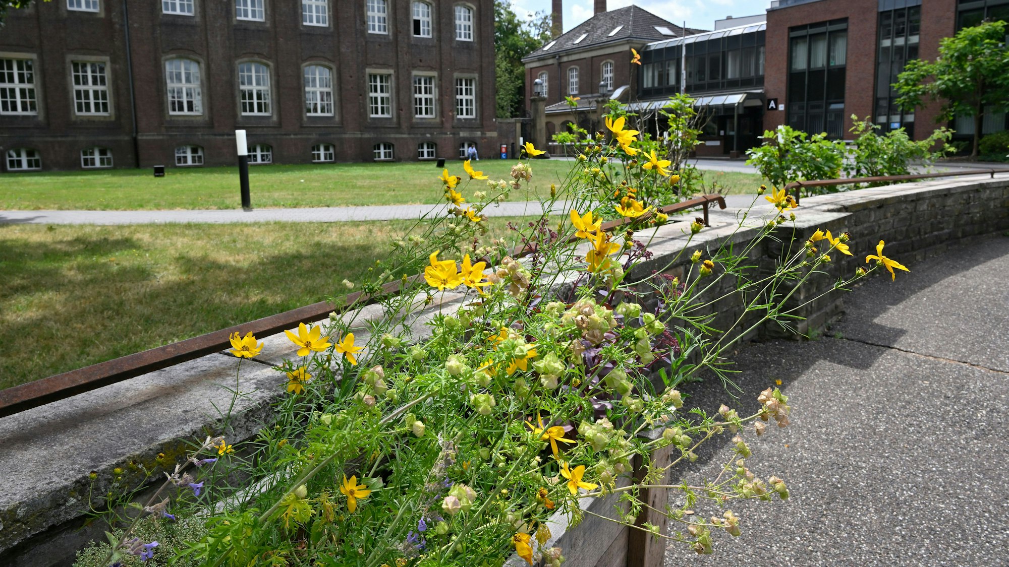 Bienen auf dem Zandersgelände