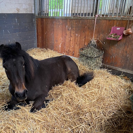 Das Island-Pony Nell, das auf einem Leverkusener Pferdehof zu Tode kam
