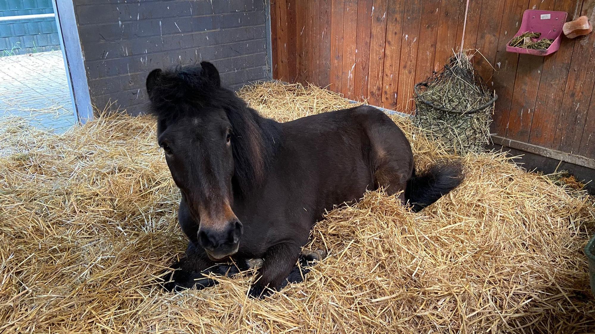 Das Island-Pony Nell, das auf einem Leverkusener Pferdehof zu Tode kam