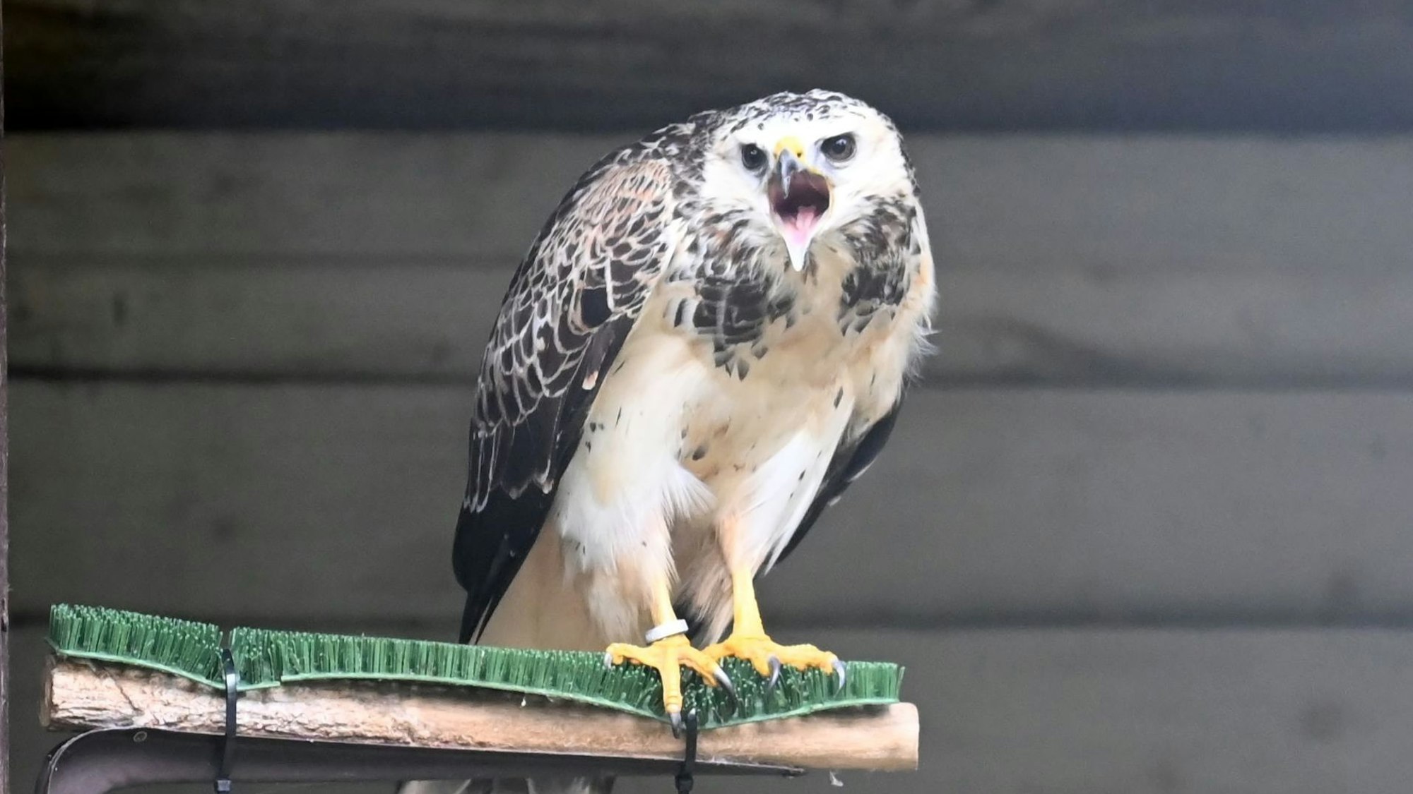 Greifvogelschutzstation Gut Leidenhausen