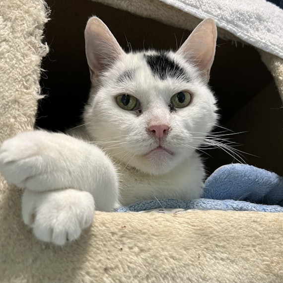 Eine weiße Katze mit einem schwarzen Fleck auf der Stirn sitzt in einem Katzenbaum und schaut in die Kamera.