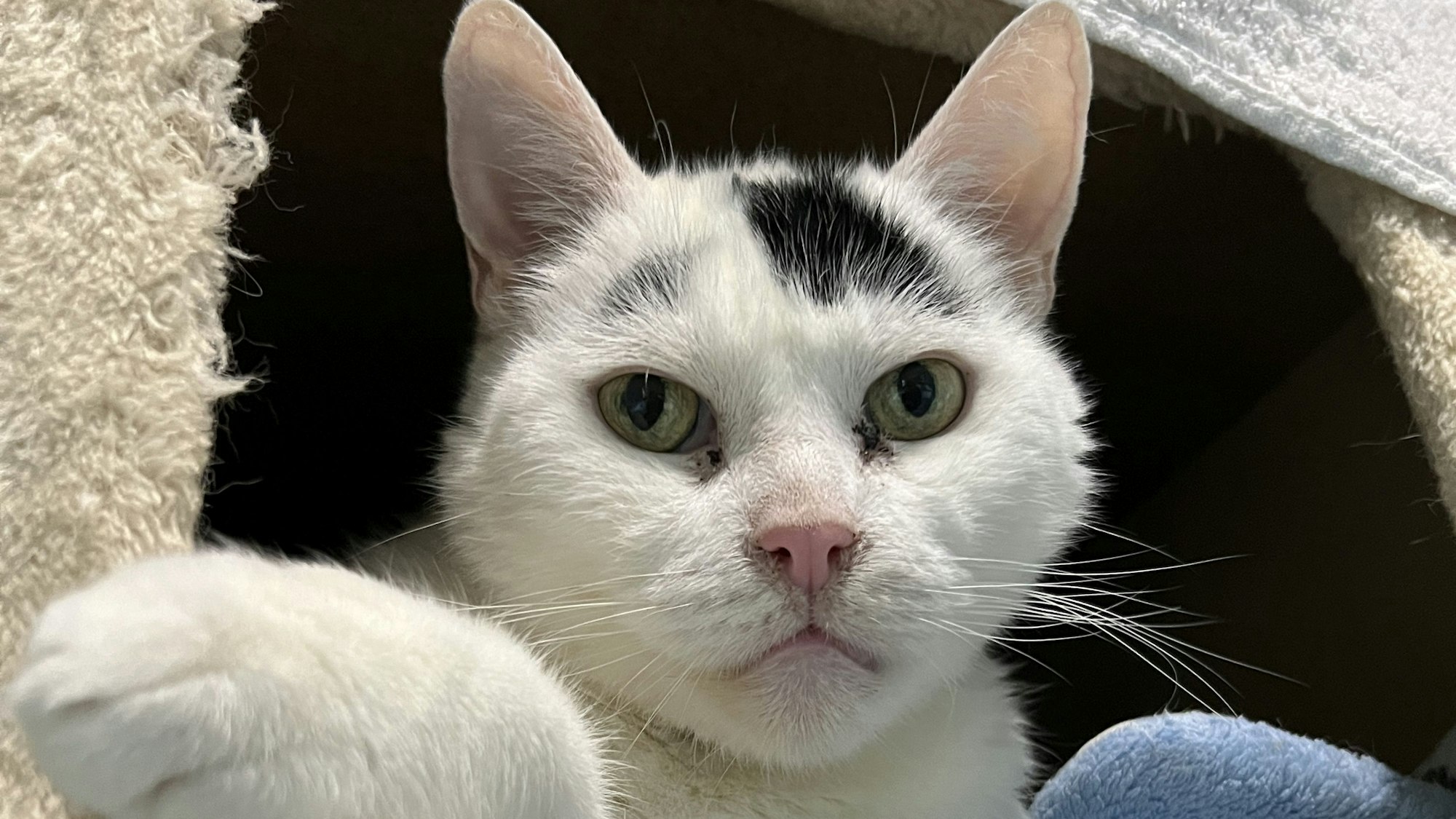 Eine weiße Katze mit einem schwarzen Fleck auf der Stirn sitzt in einem Katzenbaum und schaut in die Kamera.