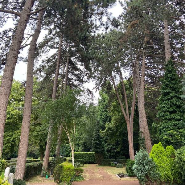 Die Bäume im Frechener Stadtgebiet, hier auf dem Friedhof.